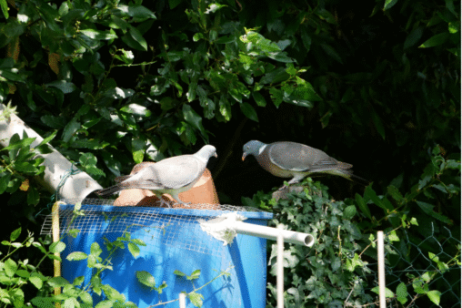 co odstrasza gołębie